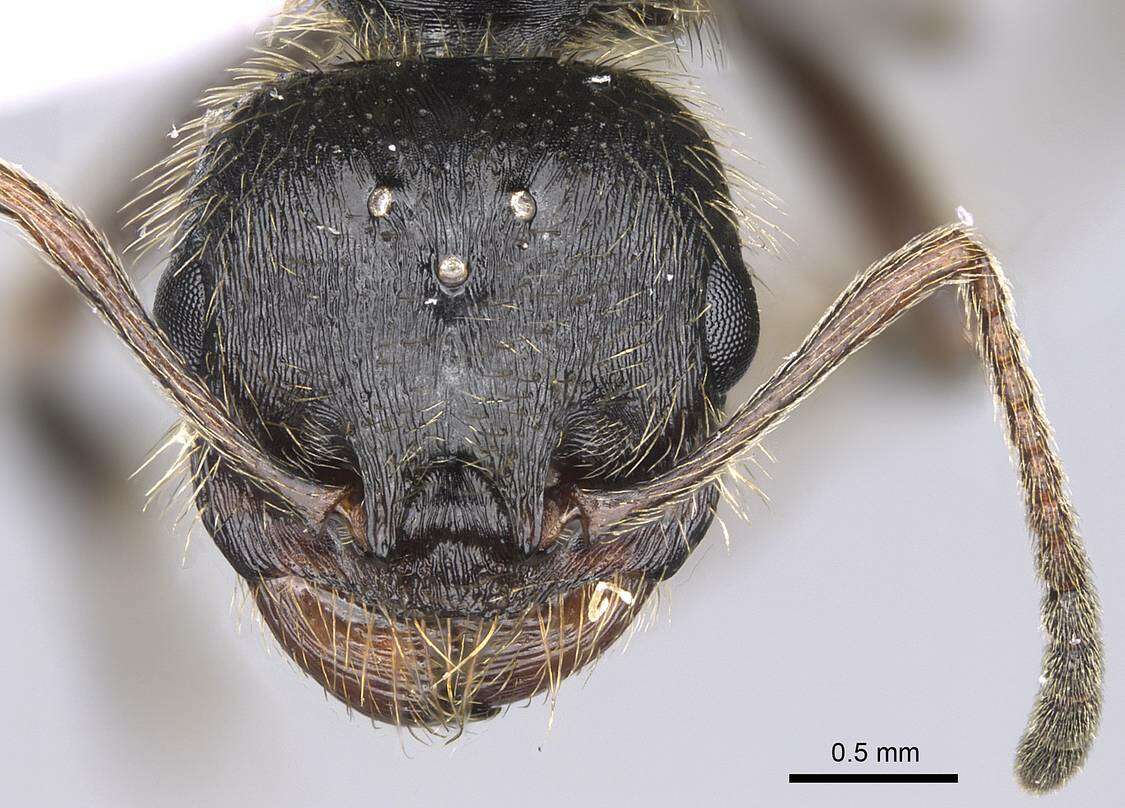 Image of Messor structor (Latreille 1798)