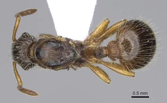 Image of Myrmica hirsuta Elmes 1978