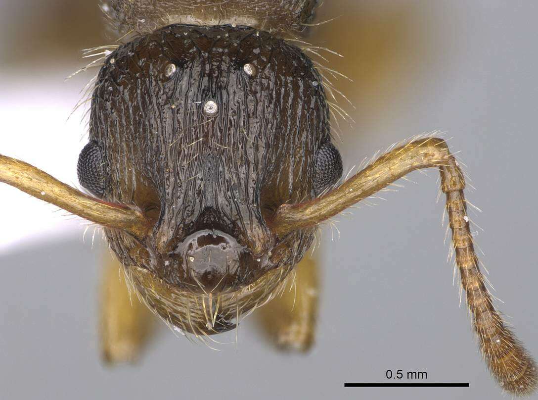 Image of Myrmica hirsuta Elmes 1978