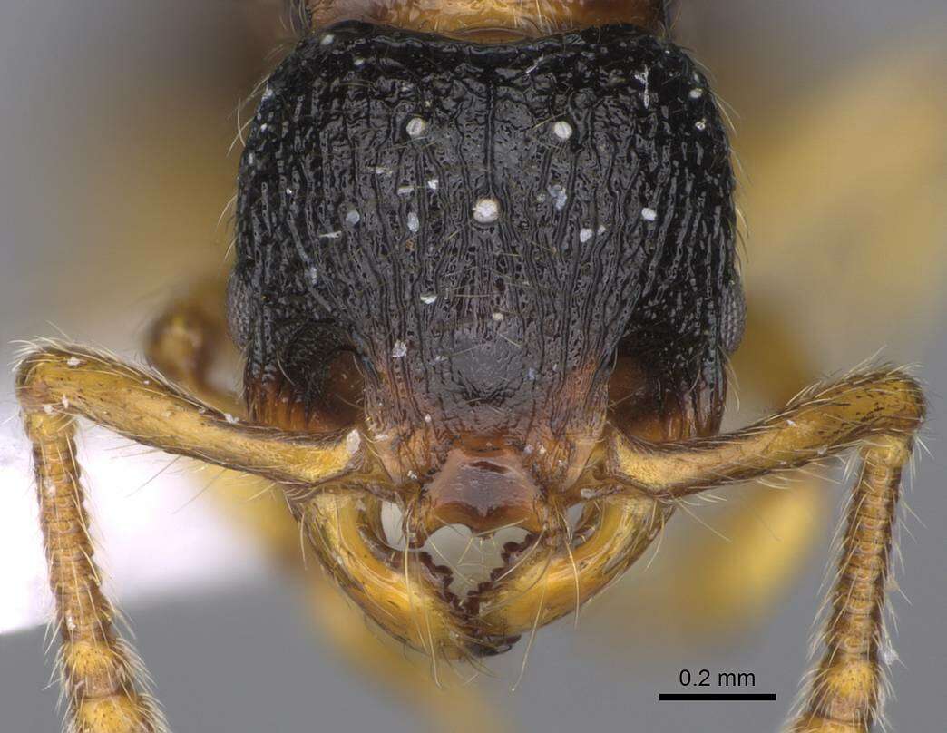 Image of Myrmecina graminicola (Latreille 1802)