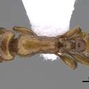 Image of Strongylognathus silvestrii Menozzi 1936