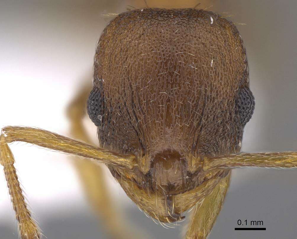 Image de Temnothorax laconicus