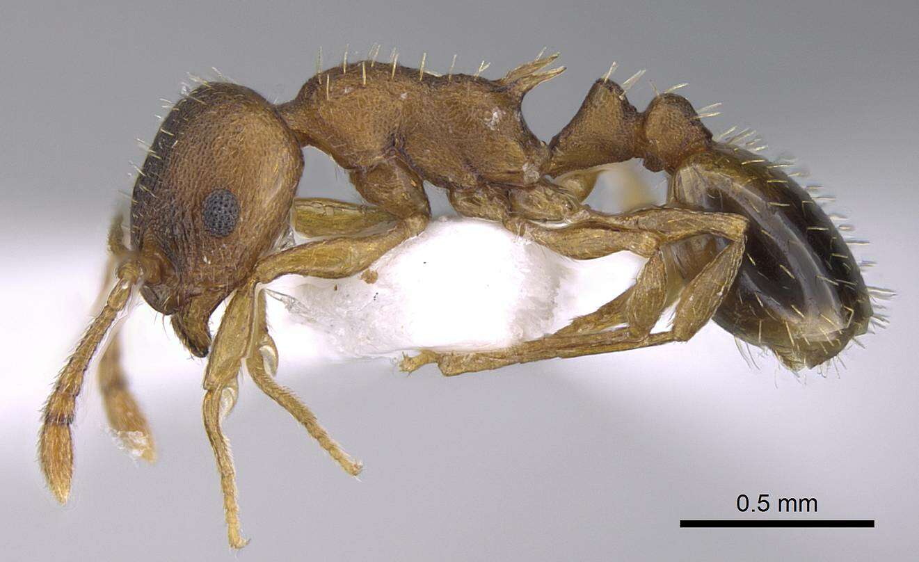 Image de Temnothorax laconicus