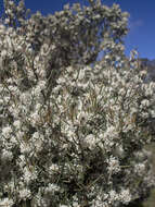 Image of Hakea microcarpa R. Br.