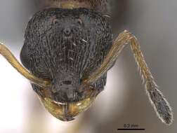 Image of Temnothorax nigriceps
