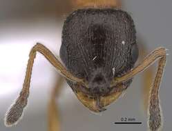 Image of Temnothorax nigriceps