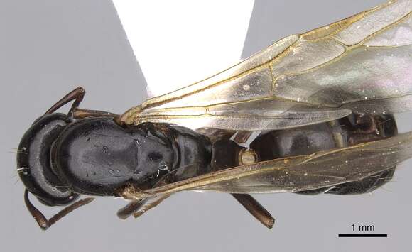 Image of Camponotus fallax (Nylander 1856)