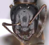Image of Camponotus fallax (Nylander 1856)