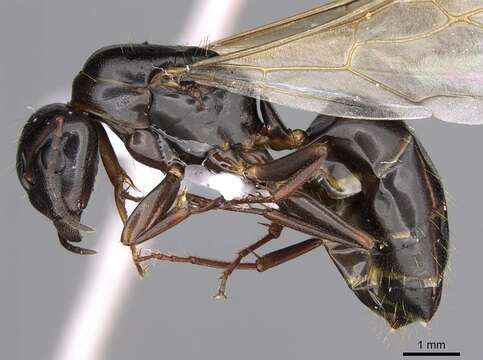 Image of Camponotus fallax (Nylander 1856)