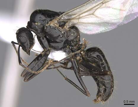 Image of Camponotus aethiops (Latreille 1798)