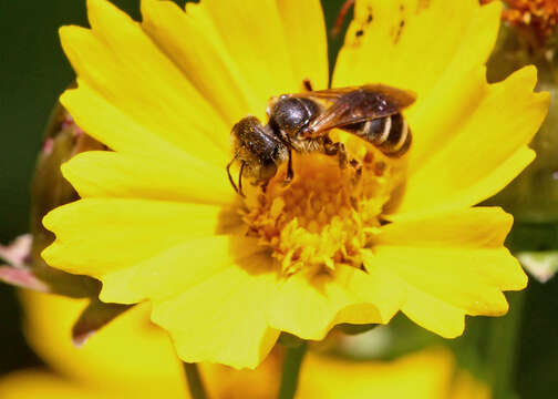 Image of Poey's Furrow Bee