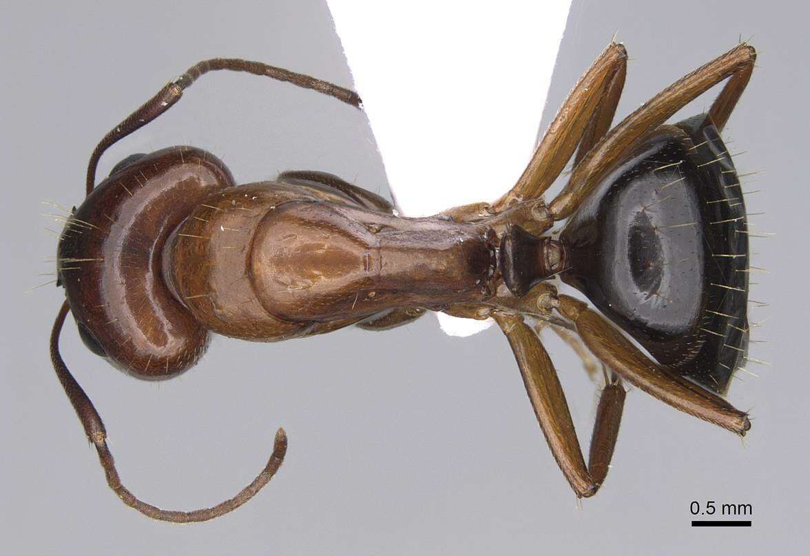 Image of Camponotus jaliensis Dalla Torre 1893