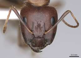 Image of Camponotus jaliensis Dalla Torre 1893