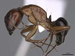 Image of Camponotus jaliensis Dalla Torre 1893