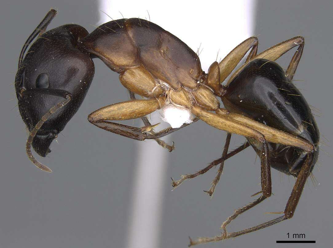 Plancia ëd Camponotus cecconii Emery 1908