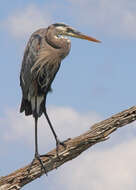 Image of Great Blue Heron