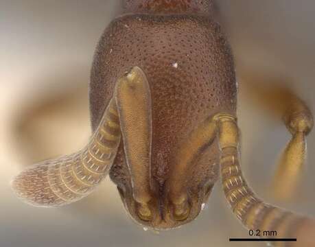 Image of <i>Probolomyrmex zahamena</i>