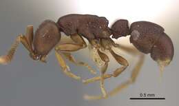 Plancia ëd <i>Probolomyrmex zahamena</i>