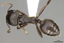 Crematogaster resmi