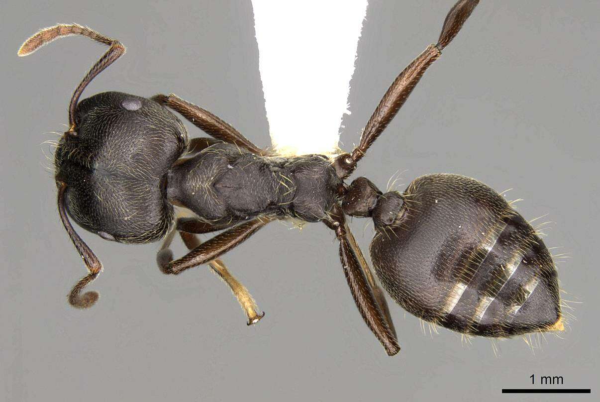 Image of Acrobat Ants and Cocktail Ants