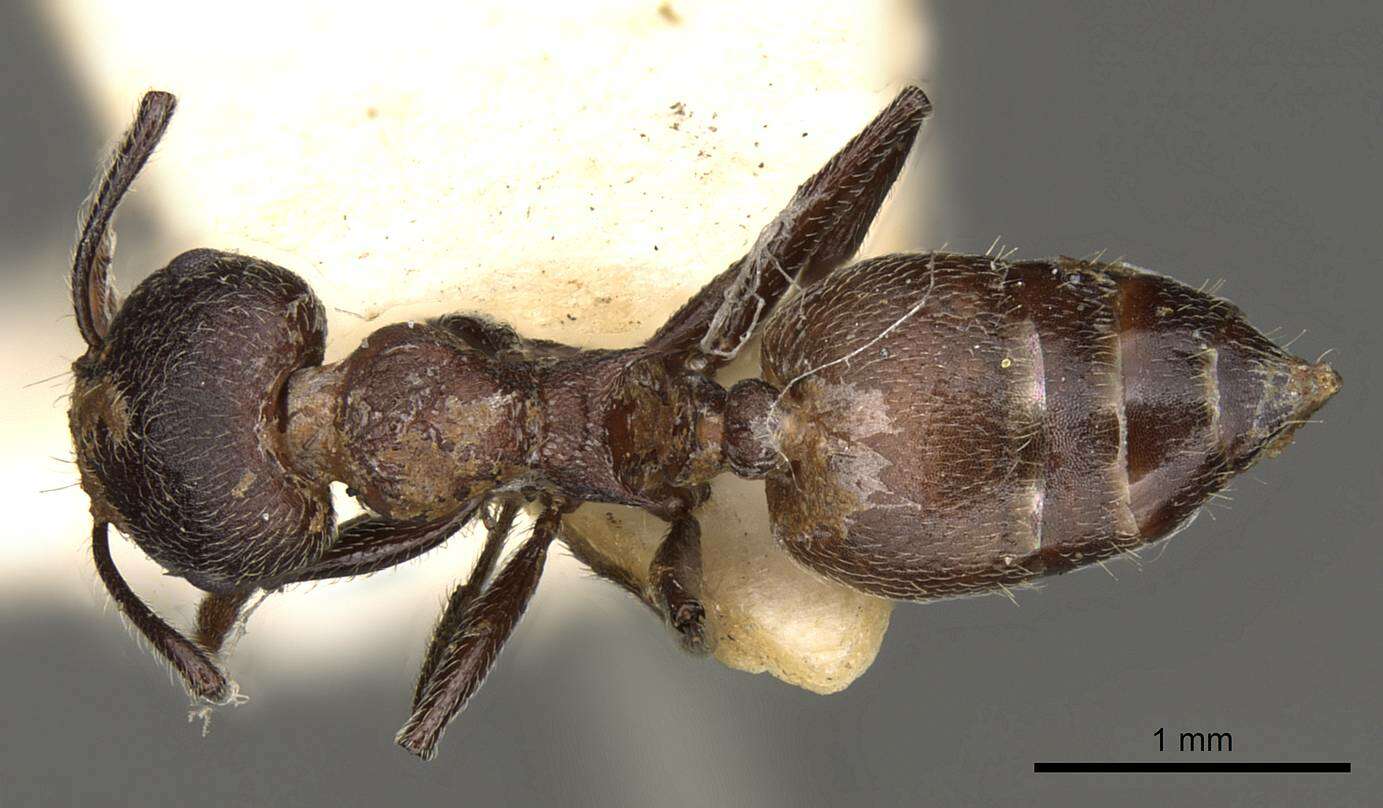 Crematogaster amabilis Santschi 1911 resmi