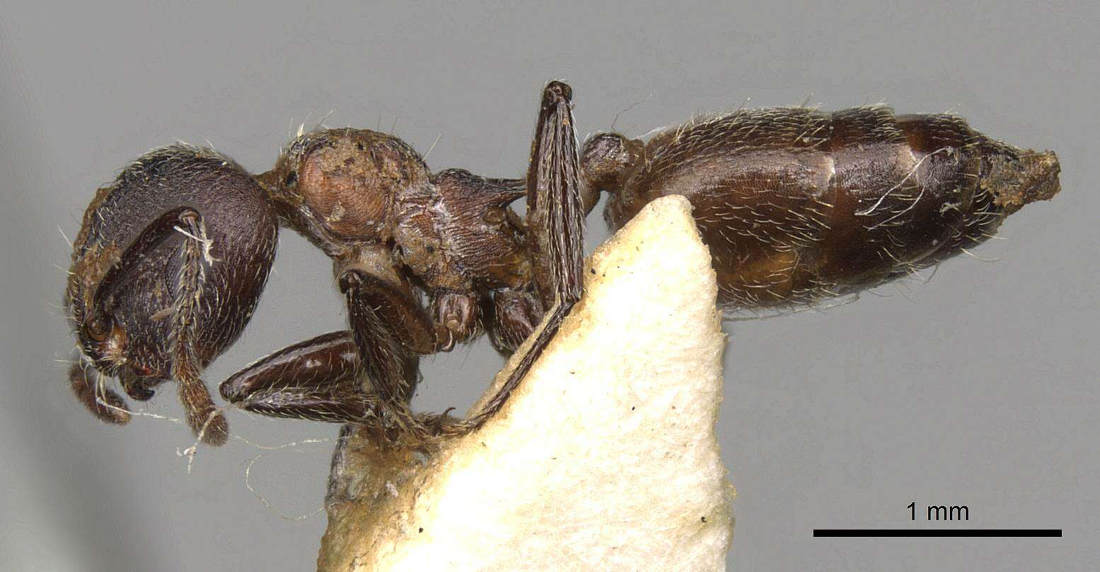 Crematogaster amabilis Santschi 1911 resmi