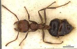 Image of Crematogaster melanogaster Emery 1895