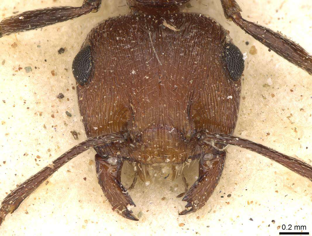 Image of Crematogaster melanogaster Emery 1895