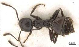 Image of Crematogaster constructor Emery 1895