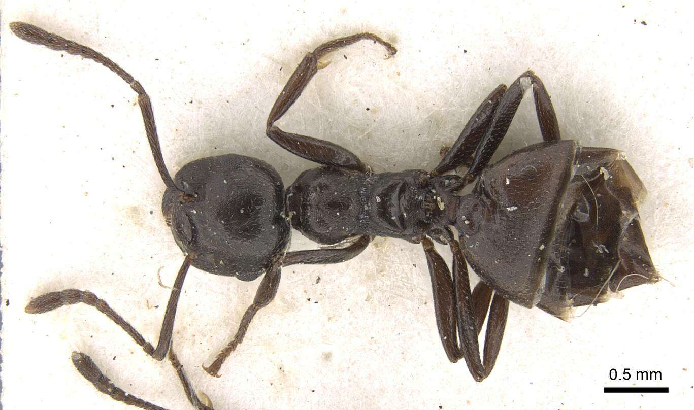 Image of Crematogaster constructor Emery 1895