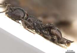 Image of Crematogaster constructor Emery 1895