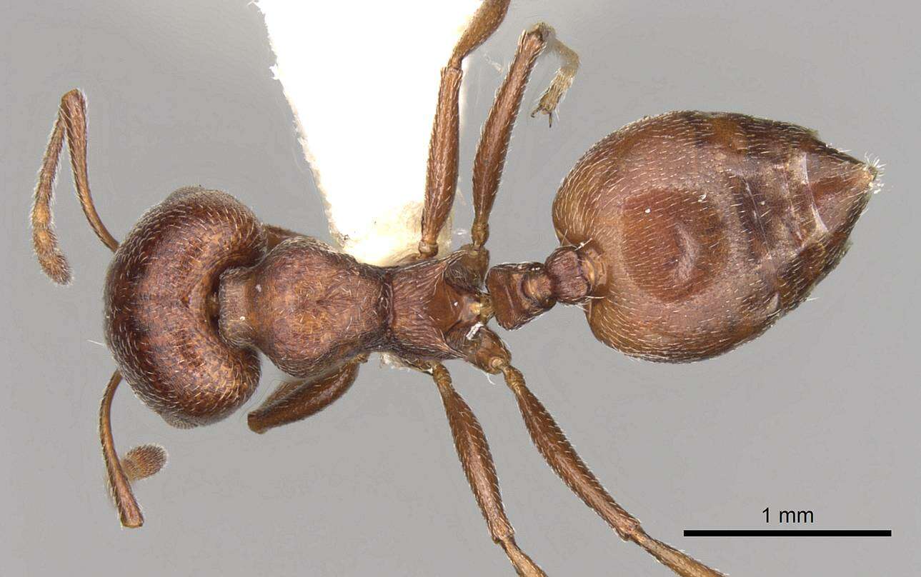 صورة Crematogaster peringueyi Emery 1895