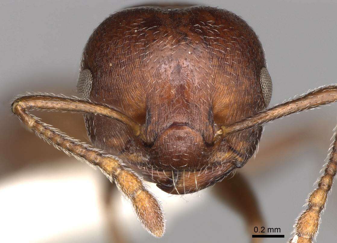 صورة Crematogaster peringueyi Emery 1895