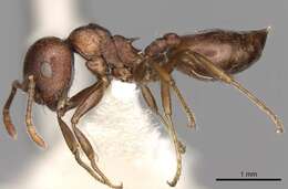 صورة Crematogaster peringueyi Emery 1895