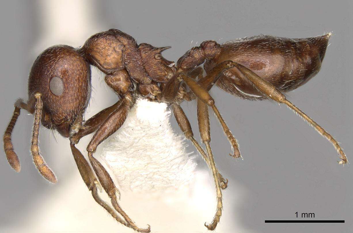 صورة Crematogaster peringueyi Emery 1895