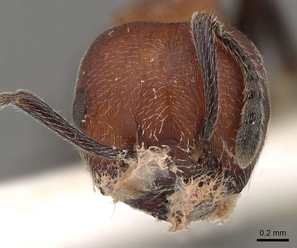 Image of Crematogaster mimosae Santschi 1914