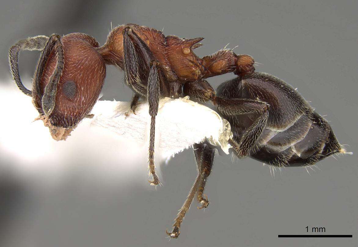 Image of Crematogaster mimosae Santschi 1914