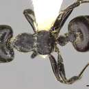 Image of Crematogaster difformis Smith 1857