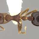 Crematogaster macracantha Creighton 1945 resmi