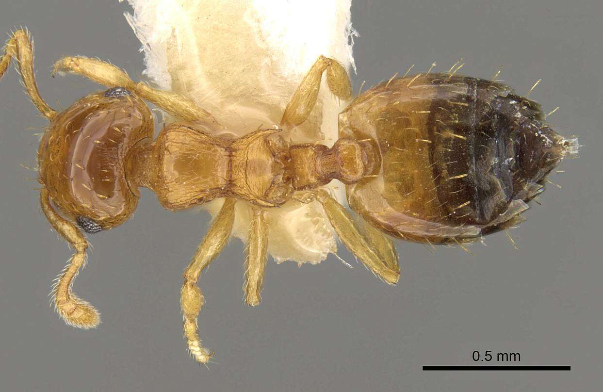 Image of Crematogaster biroi Mayr 1897