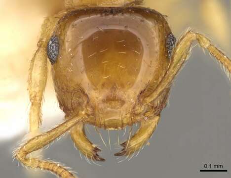 Image of Crematogaster biroi Mayr 1897