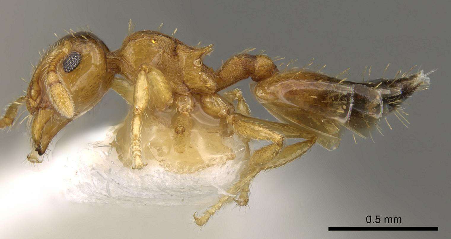 Image of Crematogaster biroi Mayr 1897