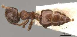 صورة Crematogaster brevis Emery 1887