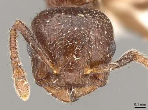 صورة Crematogaster brevis Emery 1887