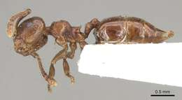 صورة Crematogaster brevis Emery 1887