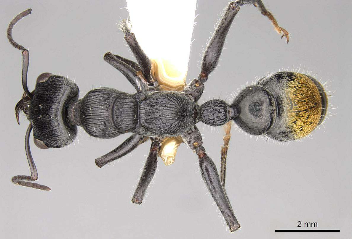 Image of Myrmecia michaelseni Forel 1907