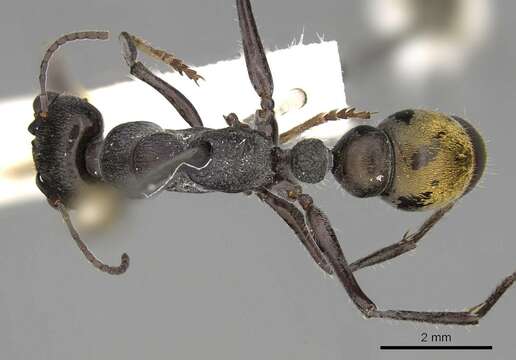 صورة Myrmecia cydista (Clark 1943)