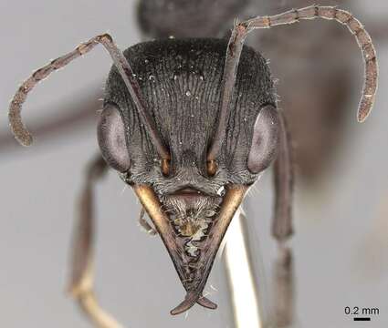 صورة Myrmecia cydista (Clark 1943)