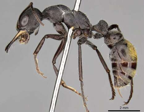 صورة Myrmecia cydista (Clark 1943)