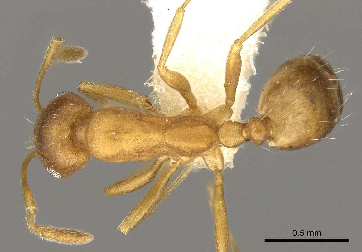 Image of Monomorium minor Stitz 1923